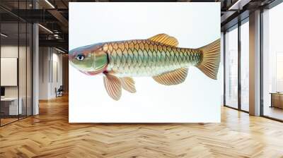 the beside view Silver Arowana Fish, left side view, white copy space on right, Isolated on White Background Wall mural