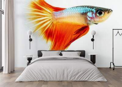 the Glass Guppy fish, portrait view, white copy space on right, Isolated on white Background Wall mural