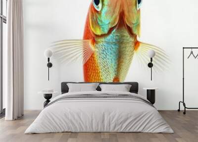 the Kissing Gourami Fish, Isolated on white Background Wall mural