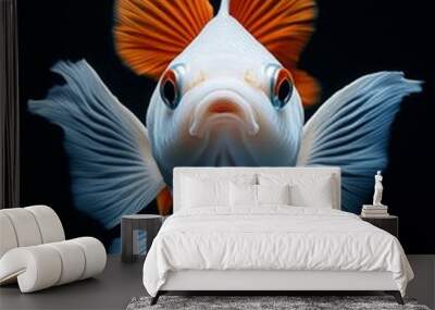 the Oranda Goldfish, Isolated on black Background Wall mural