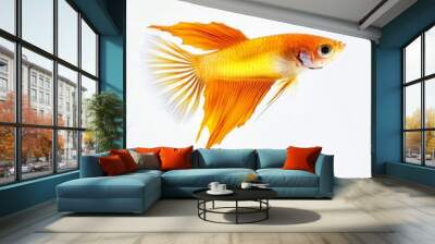 the Swordtail Guppy fish, portrait view, white copy space on right, Isolated on white Background Wall mural