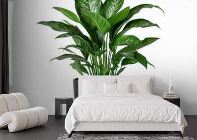 Tall Green Houseplant in Modern Black Planter: A large leafy houseplant in a sleek black planter Wall mural