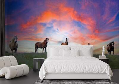 Wild Horses and pony on Epynt Hills, Wales, UK Wall mural