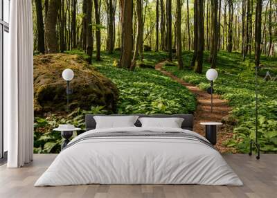 Idyllic spring forest scene with a hiking path amidst loads of wild garlic (Allium ursinum), lined with trees and moss-covered rocks, Saubrink/Oberberg nature reserve, Ith, Ith-Hils-Weg, Germany Wall mural