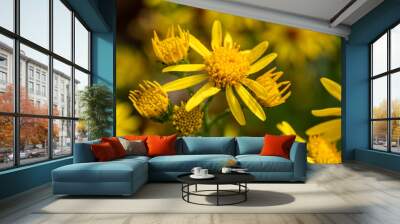 Macro shot of a bright yellow common ragwort or benweed blossom (Jacobaea vulgaris) Wall mural