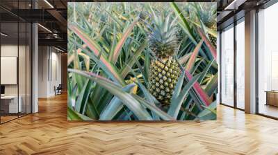 Pineapple tropical fruit growing in a farm Wall mural