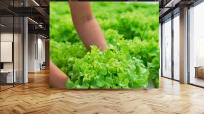 Red oak, green oak, cultivation hydroponics green vegetable in f Wall mural