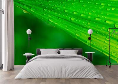 Green leaf background with droplet water on top. Wall mural