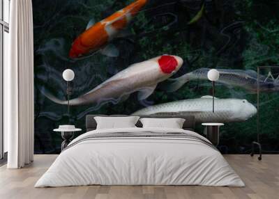 Tancho Kohaku Japanese Koi Fish, koi fish swimming in a water, Carp, Colorful fancy fish, selective focus, Horizontal orientation, copy space.
 Wall mural