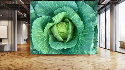 Tropical abstract green cabbage and macro close up photography. Copy space for text. Wall mural