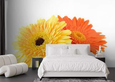 Orange and yellow  daisy-gerbera Wall mural