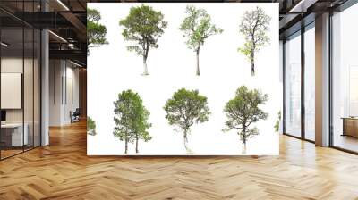 Collection of tree isolated on white background Wall mural