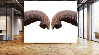 Elephant trunk greeting isolated on white background with clipping path.greeting concept Wall mural