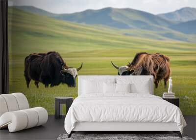 A Pair of Yaks Grazing on the Tibetan Plateau, Sichuan, China: Two yaks, one with dark brown fur and the other with a lighter coat, are grazing peacefully on the Tibetan Plateau. Wall mural