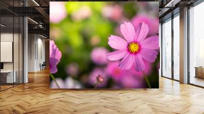  Beautiful Cosmos flowers in garden. Nature background. Wall mural