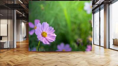  Beautiful Cosmos flowers in garden. Nature background. Wall mural