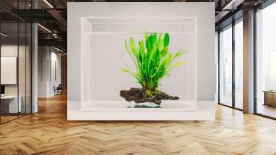 Clear fish tank with aquatic plant Wall mural