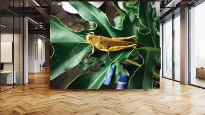 grasshopper on leaf Wall mural