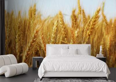 wheat Wall mural