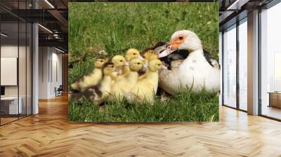 Group of Ducklings with their mother, outdoors Wall mural