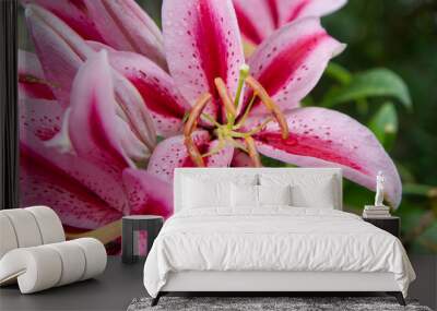 Pink Lily flowers blooming in a garden with raindrops on them Wall mural