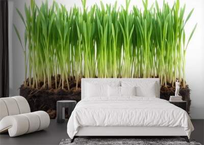 Green spring young wheat with soil isolated on white background, with clipping path Wall mural