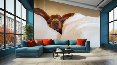 Dachshund Cozily Asleep: Sausage Dog, Snuggled under White Duvet with Head Resting on Pillow in Human Bed. Wall mural