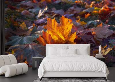 Maple leaf on the grass lit by the sun. Colourful autumn foliage on the ground. Fall in the park. Close up. Wall mural