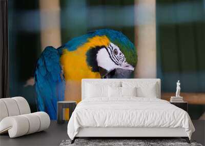 Macaw detail Wall mural