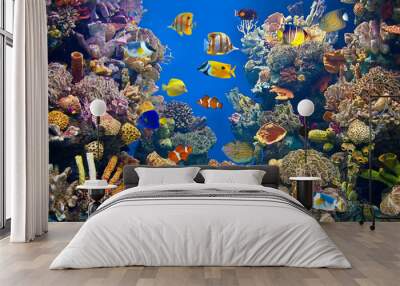 Colorful and vibrant aquarium life Wall mural