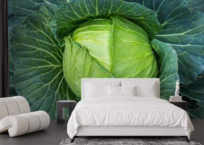 cabbage in the garden Wall mural