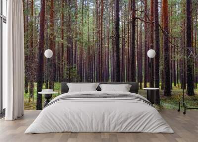 Pine forest is in summer Wall mural