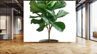 Fiddle Leaf Fig plant in a pot, transparent or isolated on white background Wall mural