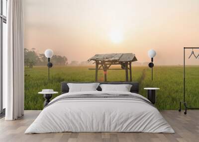 Sunrise view in the middle of rice fields. Landscape at the field rice Wall mural