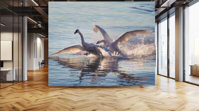 A pair of trumpeter swans fighting on the water in bright morning light Wall mural