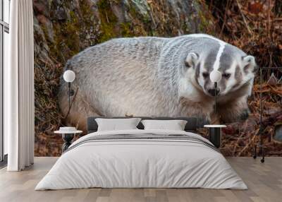 American Badger in the Fall Wall mural