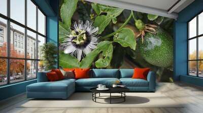 Passionfruit flower and passionfruit growing on vine Wall mural