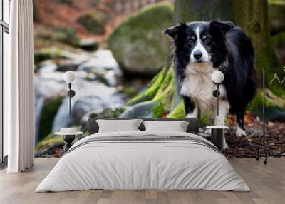 black and white border collie with waterfall in background Wall mural