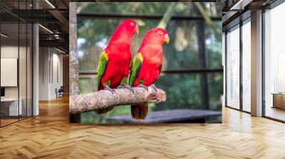 Two close-up Chattering lory parrots are sitting in an aviary in Kuala Lumpur Bird Park Wall mural