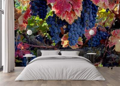 Red Wine Grapes on Vine Wall mural