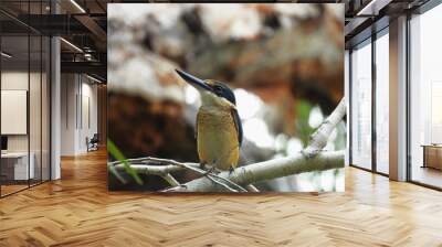 kingfisher on branch Wall mural