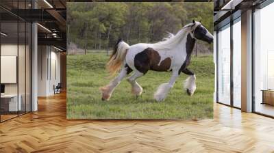 Black and white Gypsy Vanner Horse trotting in pasture Wall mural