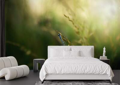 dragonfly on a blade of grass Wall mural