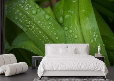 green leaves with water drops Wall mural