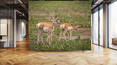 Group of Antelopes running in a field Wall mural