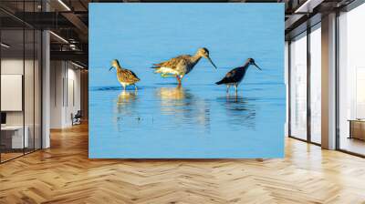 Greater Yellow legs wading in marsh waters Wall mural