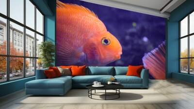 blood parrot cichlid or parrot cichlid, big beautiful red fish, Portrait of fish Wall mural