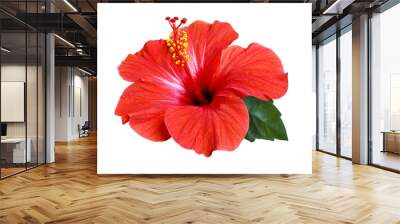 bright red hibiscus flower isolated Wall mural