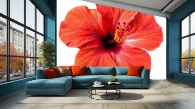 bright red hibiscus flower isolated Wall mural