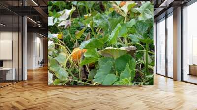 Bushes of pumpkins on a summer cottage. Dry pumpkin leaves in autumn harvest. Growing pumpkins in the field. Wall mural